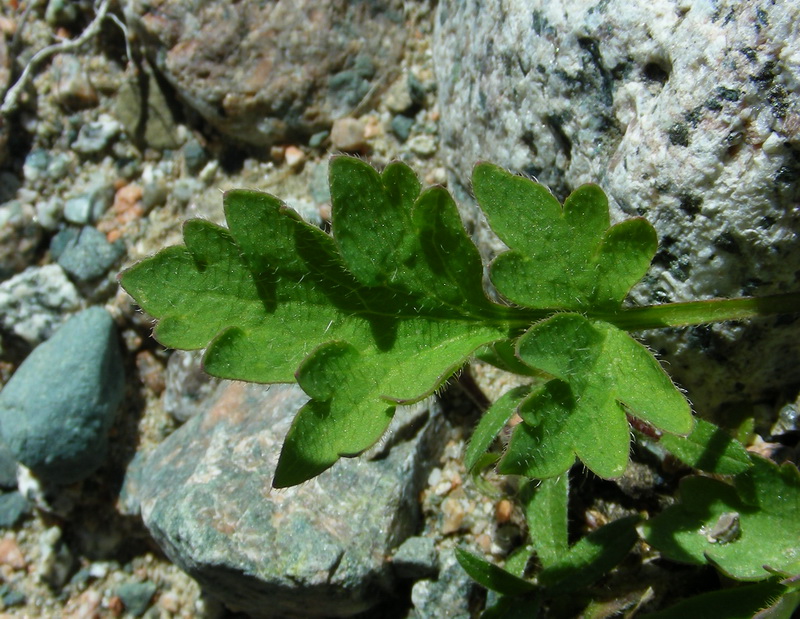 Image of Papaver croceum specimen.