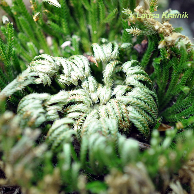 Image of Selaginella tamariscina specimen.