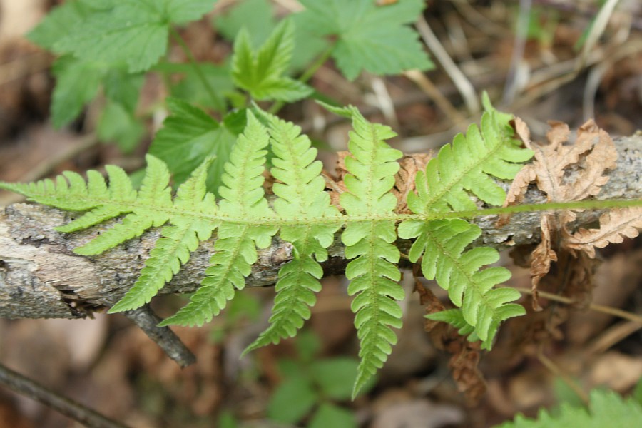 Изображение особи Phegopteris connectilis.