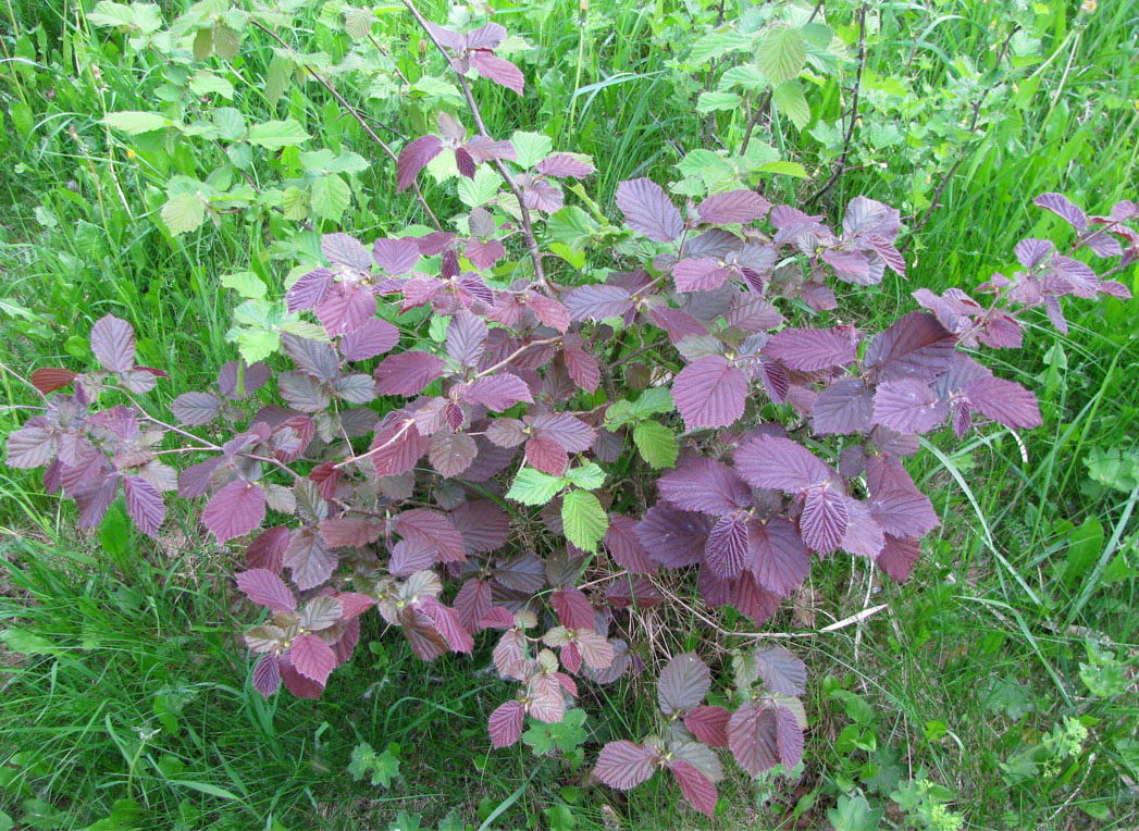 Image of genus Corylus specimen.
