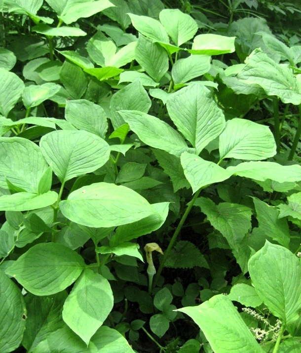 Image of Arisaema amurense specimen.