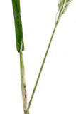 Poa sylvicola