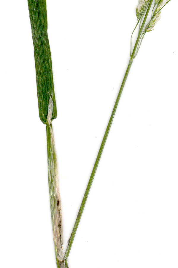 Image of Poa sylvicola specimen.