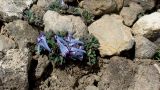 Corydalis alpestris