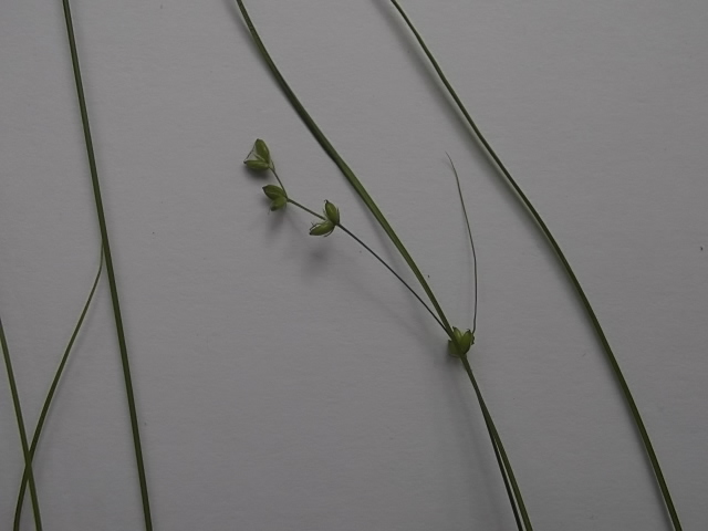 Image of Carex disperma specimen.