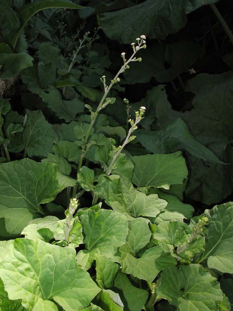 Image of Adenocaulon adhaerescens specimen.