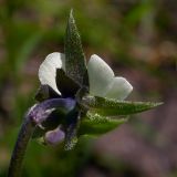 Viola arvensis. Цветок со стороны шпорца: чашелистики гораздо длиннее венчика. Киев, поляна в Святошинском лесу. 5 мая 2008 г.