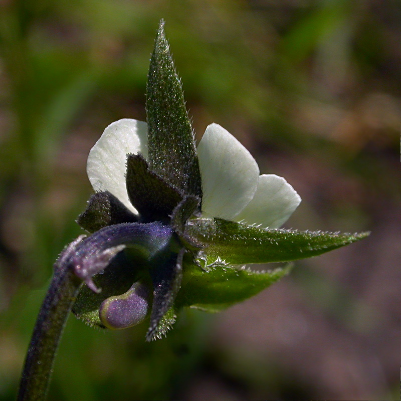Image of Viola arvensis specimen.