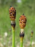 Equisetum variegatum