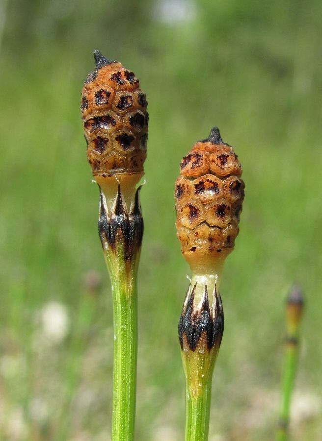 Изображение особи Equisetum variegatum.