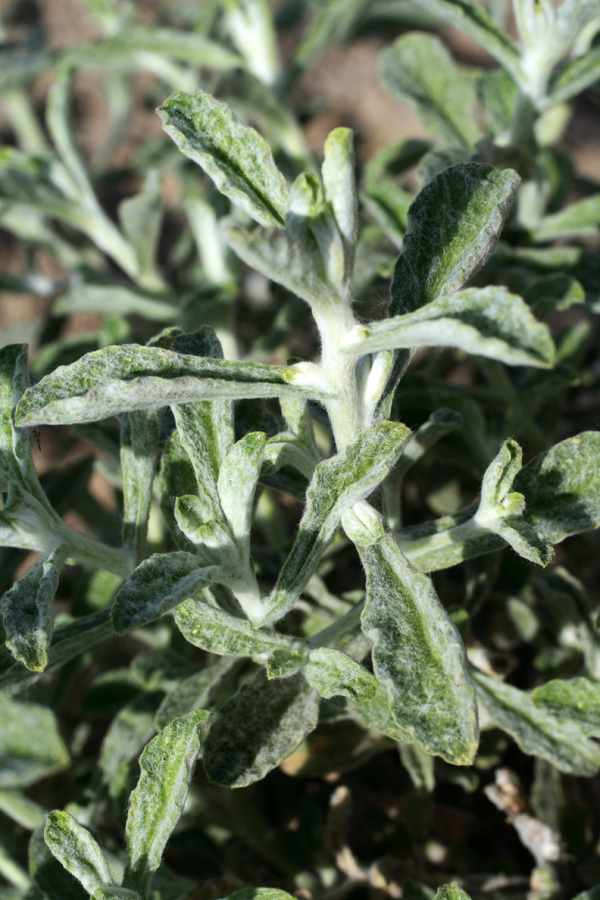 Image of Pulicaria salviifolia specimen.