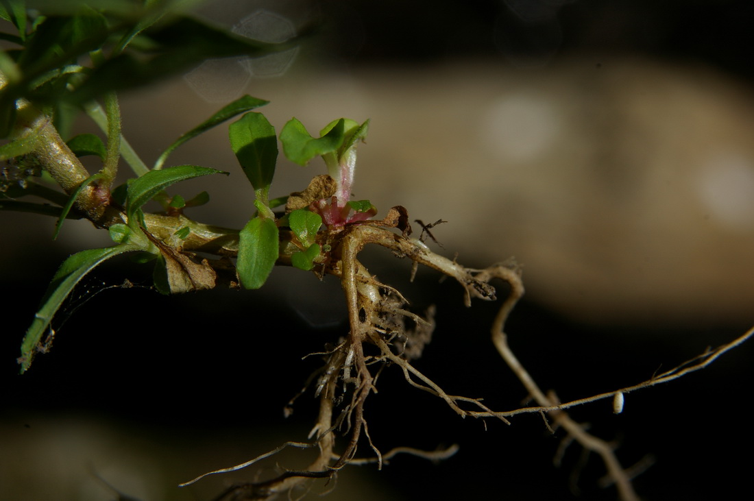 Image of Epilobium lanceolatum specimen.