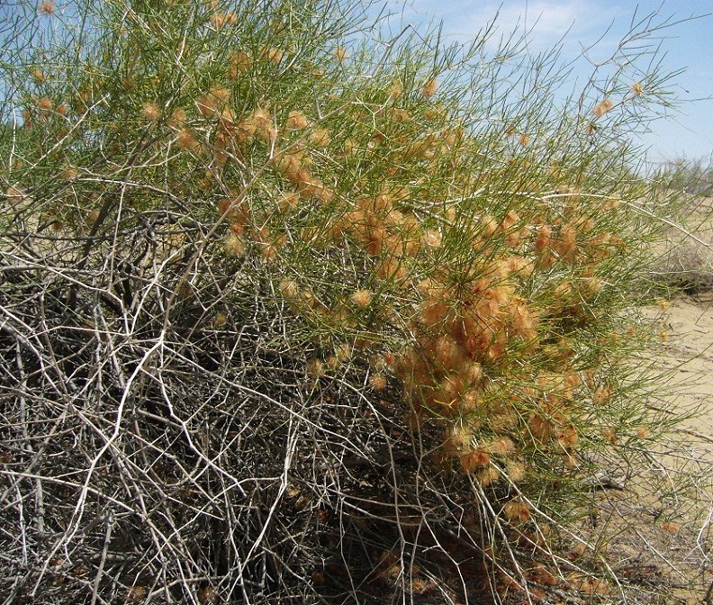 Изображение особи Calligonum cordatum.