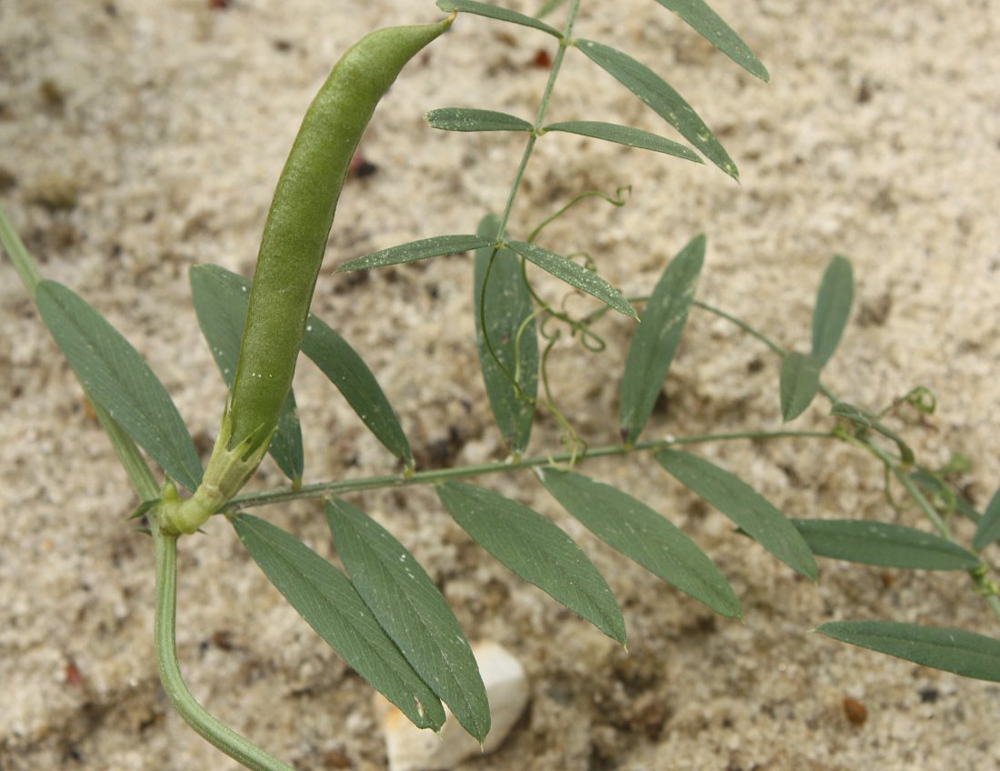 Изображение особи Vicia angustifolia.