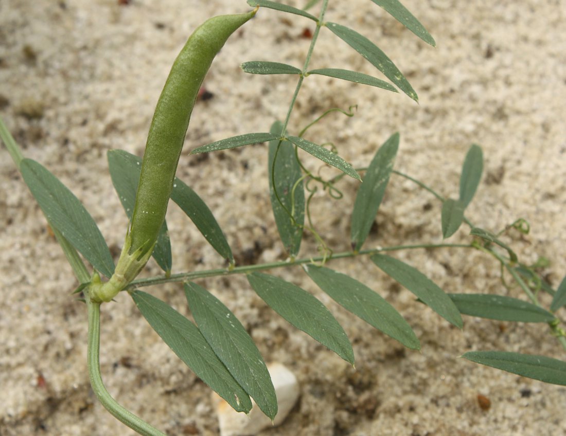 Image of Vicia angustifolia specimen.