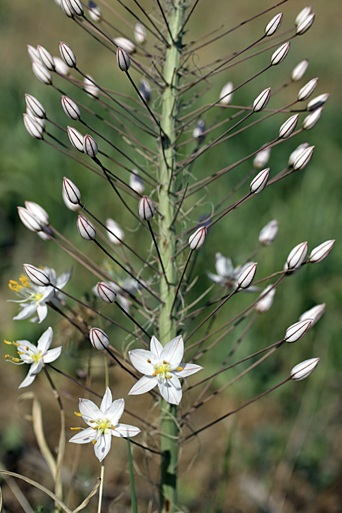 Изображение особи Eremurus olgae.