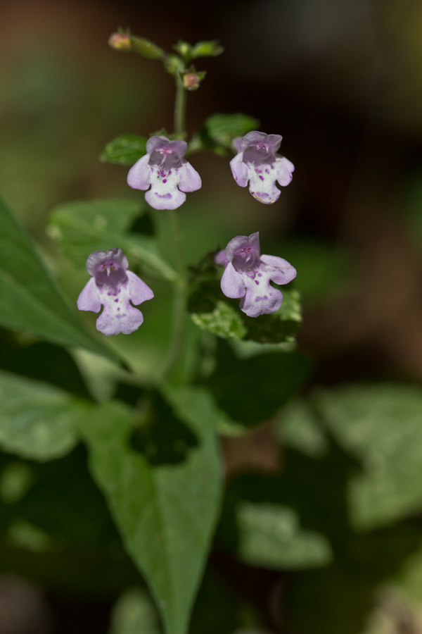 Изображение особи Clinopodium nepeta.