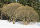 Salix fragilis var. sphaerica