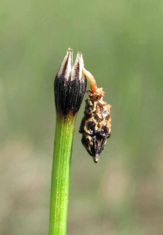 Изображение особи Equisetum variegatum.