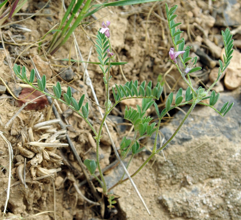 Изображение особи Astragalus uninodus.