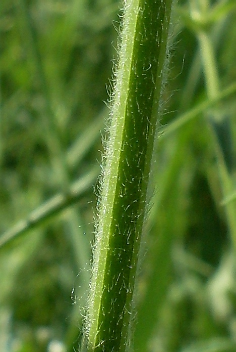 Изображение особи Stachys atherocalyx.
