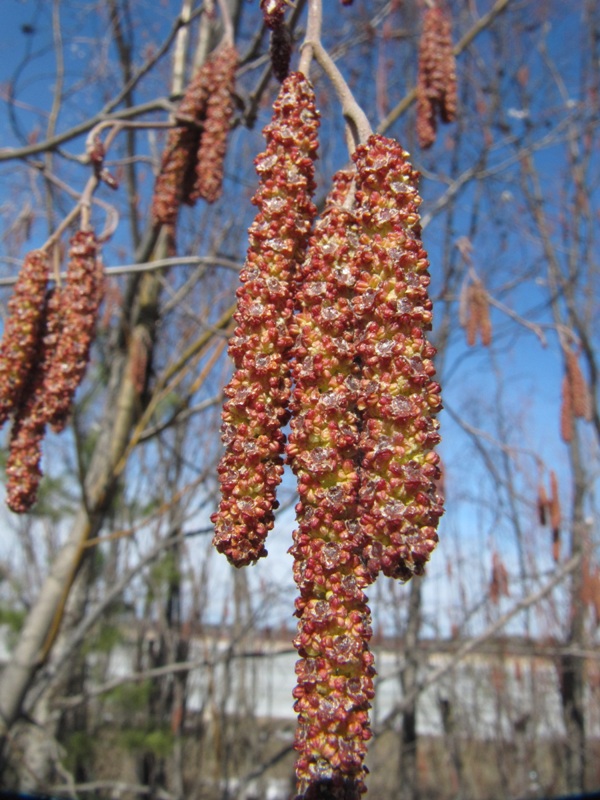 Image of Alnus incana specimen.