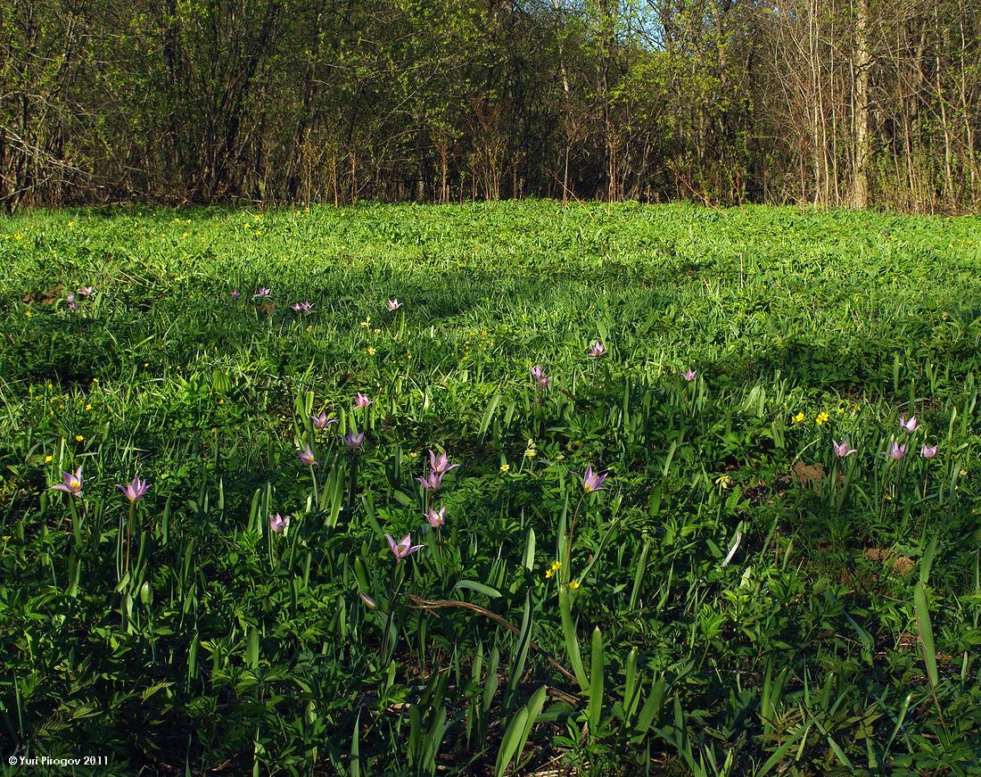 Изображение особи Tulipa riparia.