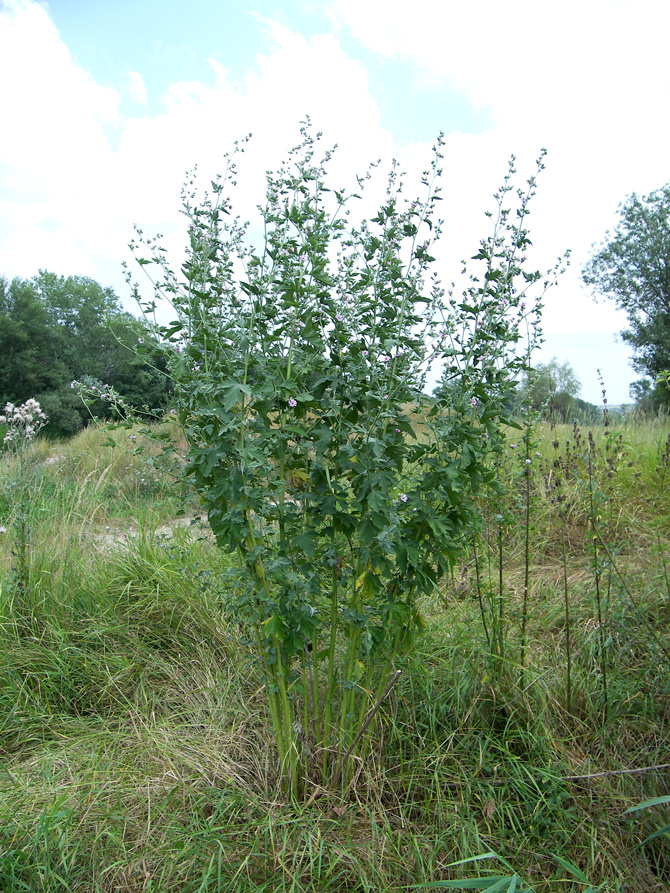 Изображение особи Althaea armeniaca.