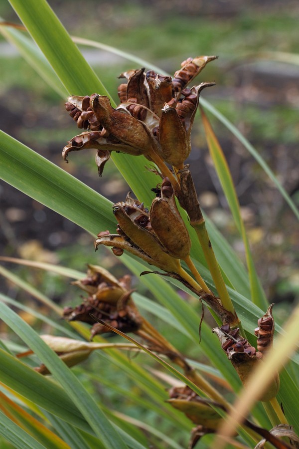 Изображение особи Iris pseudacorus.