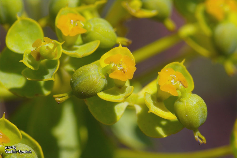 Image of Euphorbia stepposa specimen.