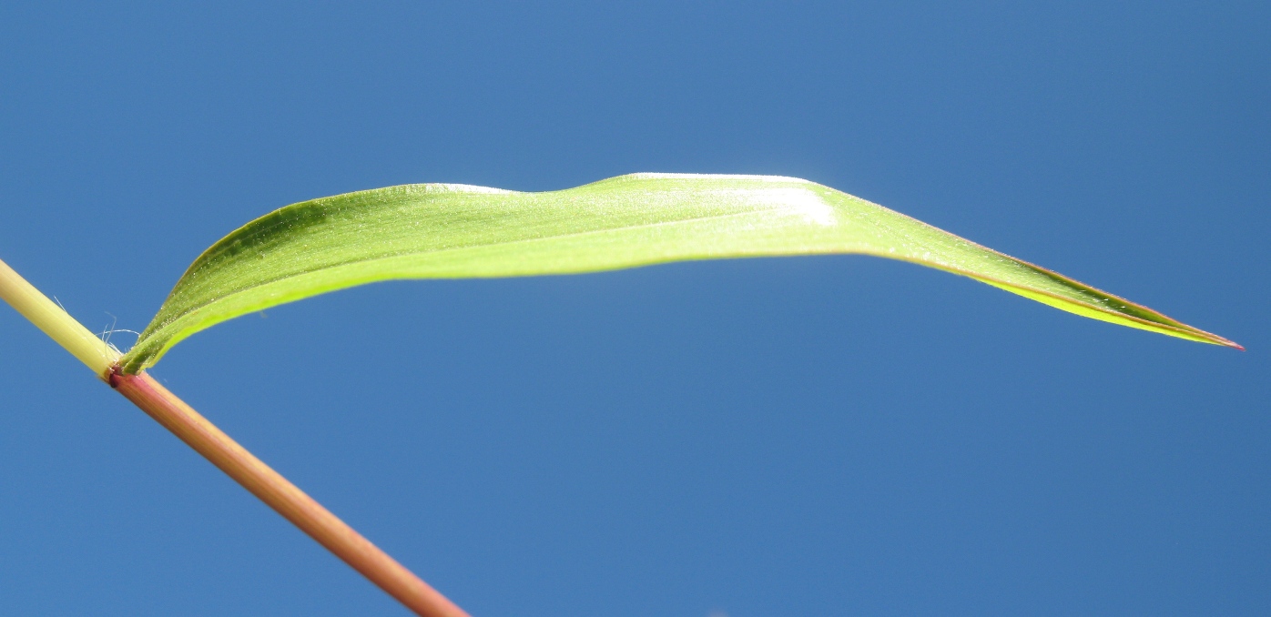 Изображение особи Microstegium vimineum.