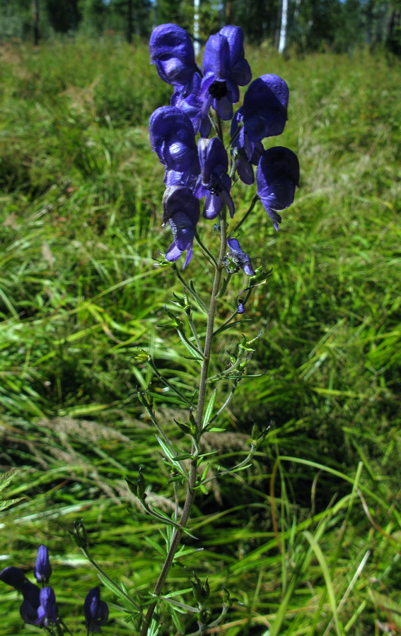 Image of Aconitum baicalense specimen.