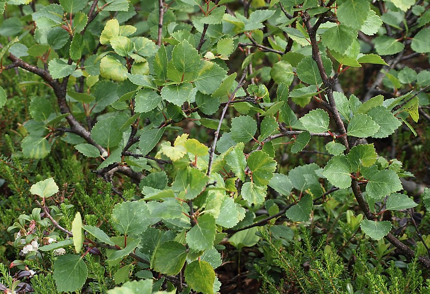 Image of Betula czerepanovii specimen.