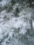 Pinus pallasiana. Ветвь, припорошённая снегом. Черноморское побережье Кавказа, г. Новороссийск, в культуре. 19 января 2012 г.