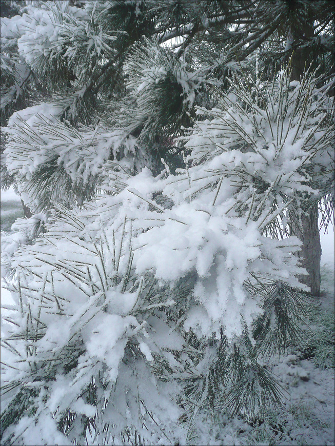 Изображение особи Pinus pallasiana.