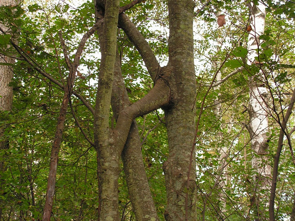 Image of Alnus hirsuta specimen.