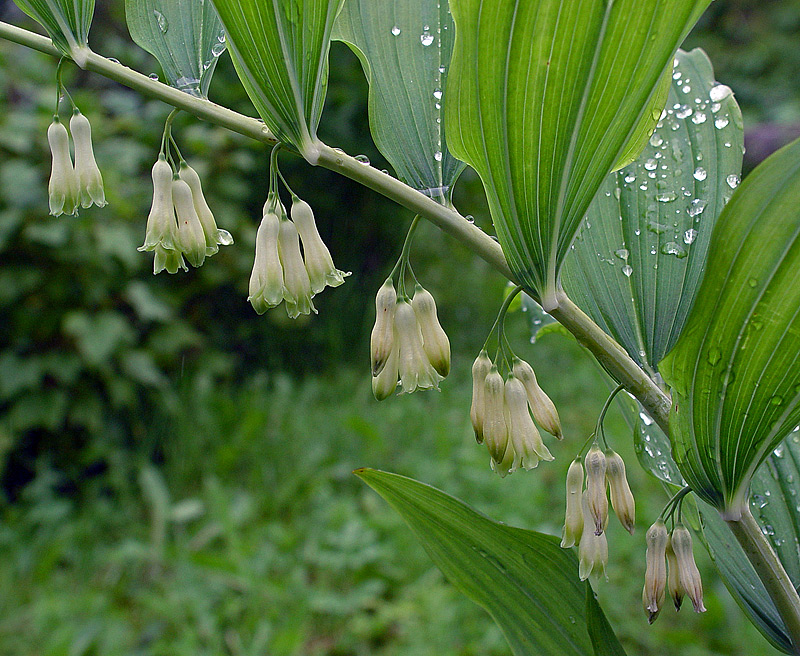 Изображение особи Polygonatum multiflorum.