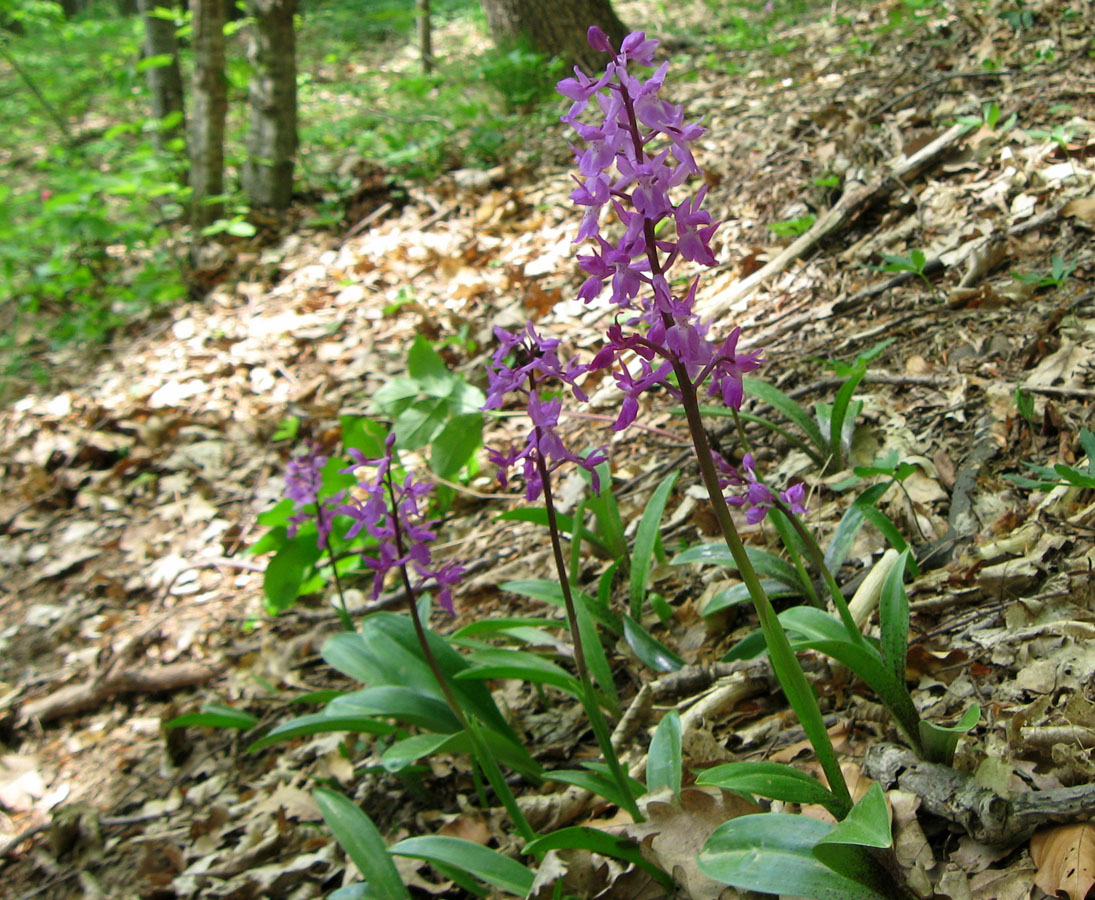 Изображение особи Orchis mascula.