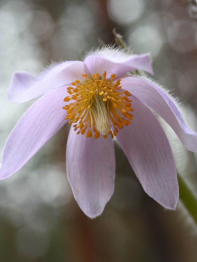 Image of Pulsatilla patens specimen.