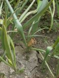 Colchicum laetum