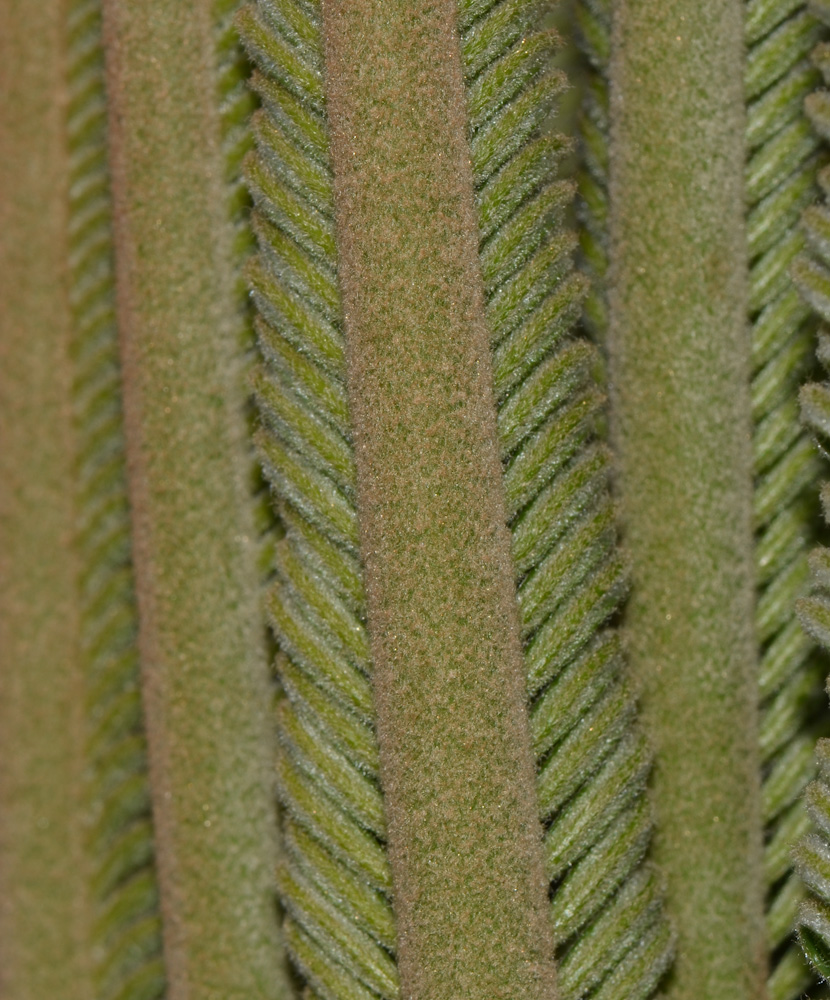Image of Cycas revoluta specimen.