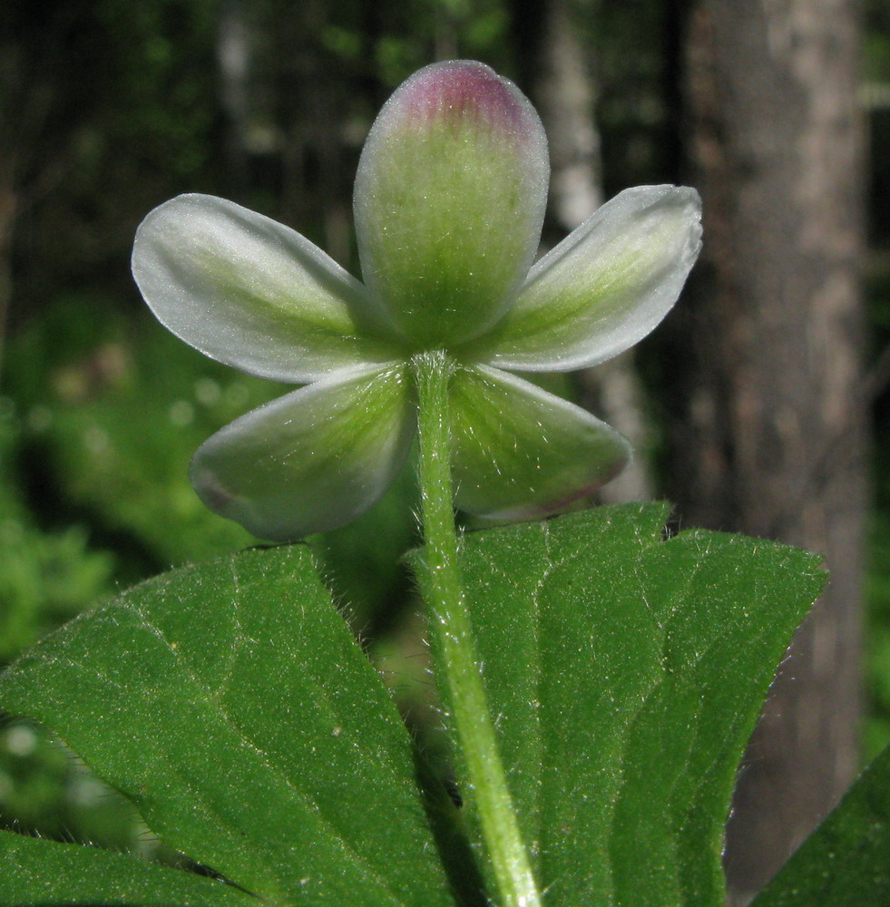 Изображение особи Anemone baicalensis ssp. kebeshensis.