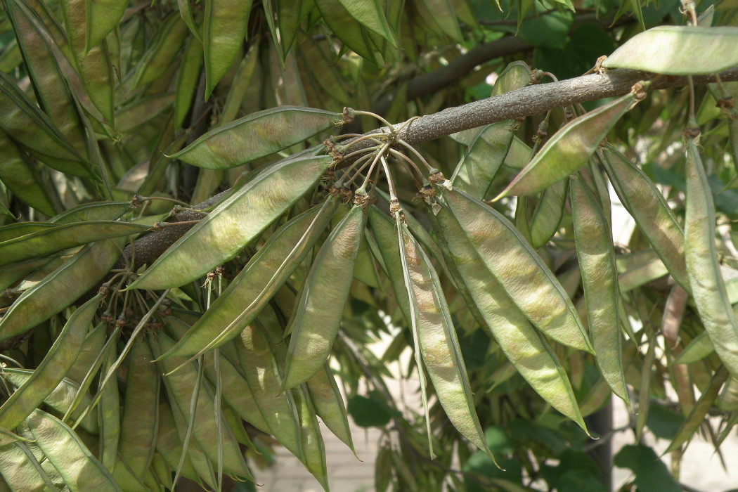 Image of Cercis canadensis specimen.