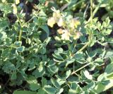 Thalictrum minus