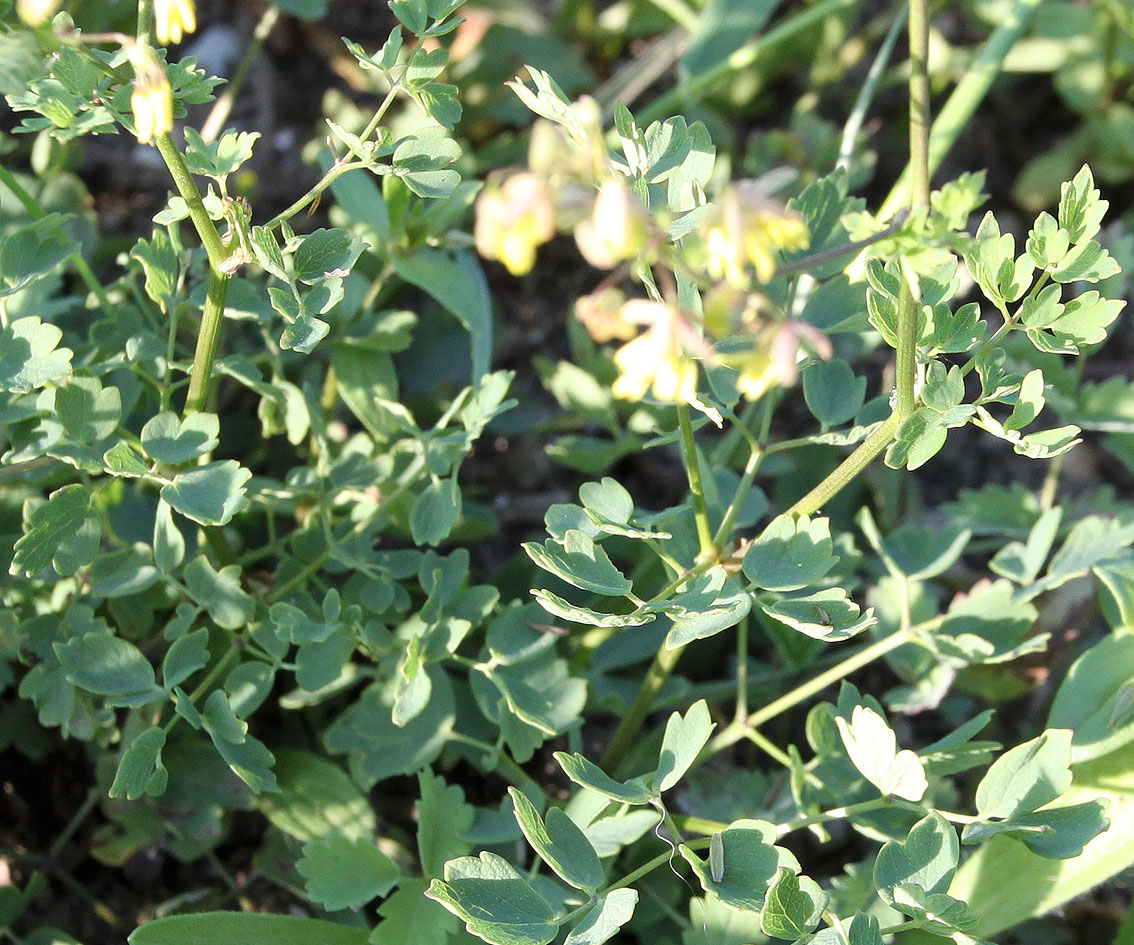 Image of Thalictrum minus specimen.