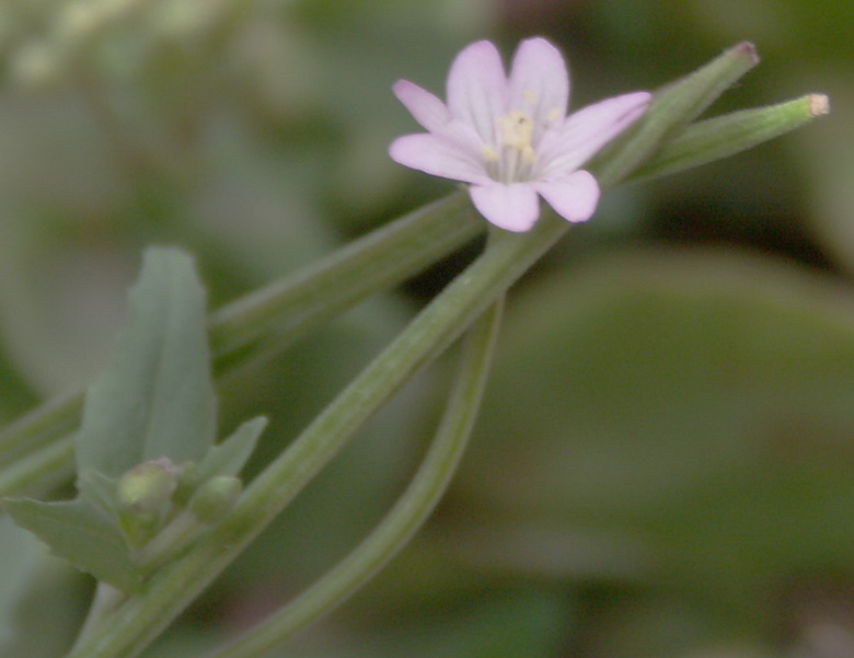 Image of Epilobium collinum specimen.