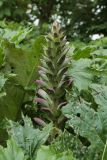 Acanthus mollis. Соцветие. Испания, Страна Басков, Бискайя, Сеанури (Zeanuri), Альцуста (Altzuste), в культуре. 13.06.2012.