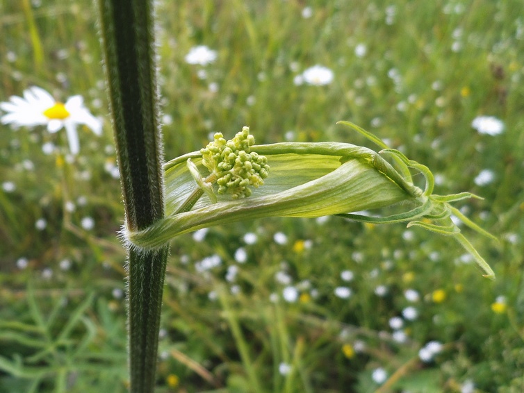 Image of Heracleum sibiricum specimen.