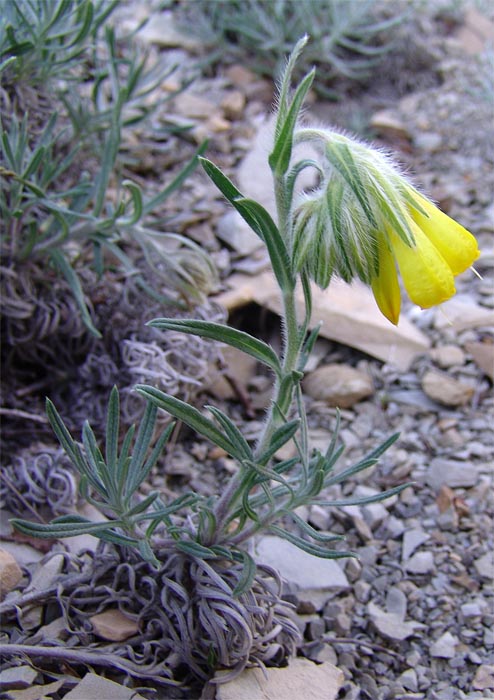 Изображение особи Onosma polyphylla.
