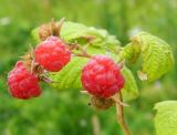 Rubus idaeus. Соплодие. Подмосковье, окр. г. Одинцово, опушка леса, заброшенный огород. Июль 2012 г.